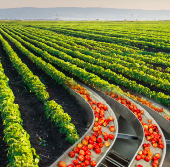 Agricultural fields transforming into tomatoes 