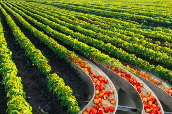 Farm fields and tomatoes representing food production